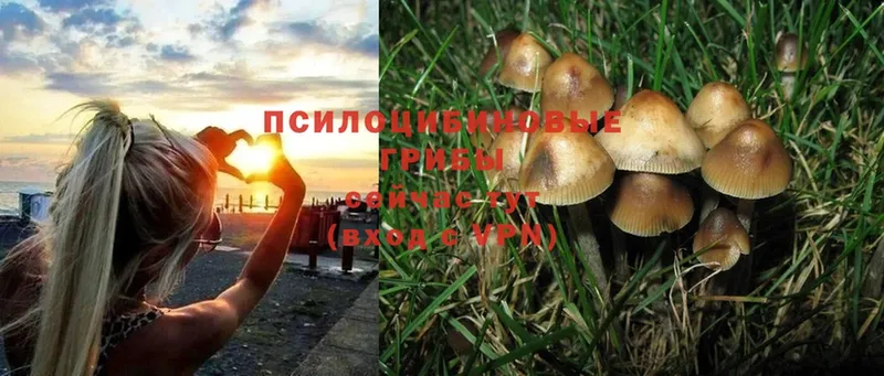 hydra как зайти  Бакал  Галлюциногенные грибы Magic Shrooms 